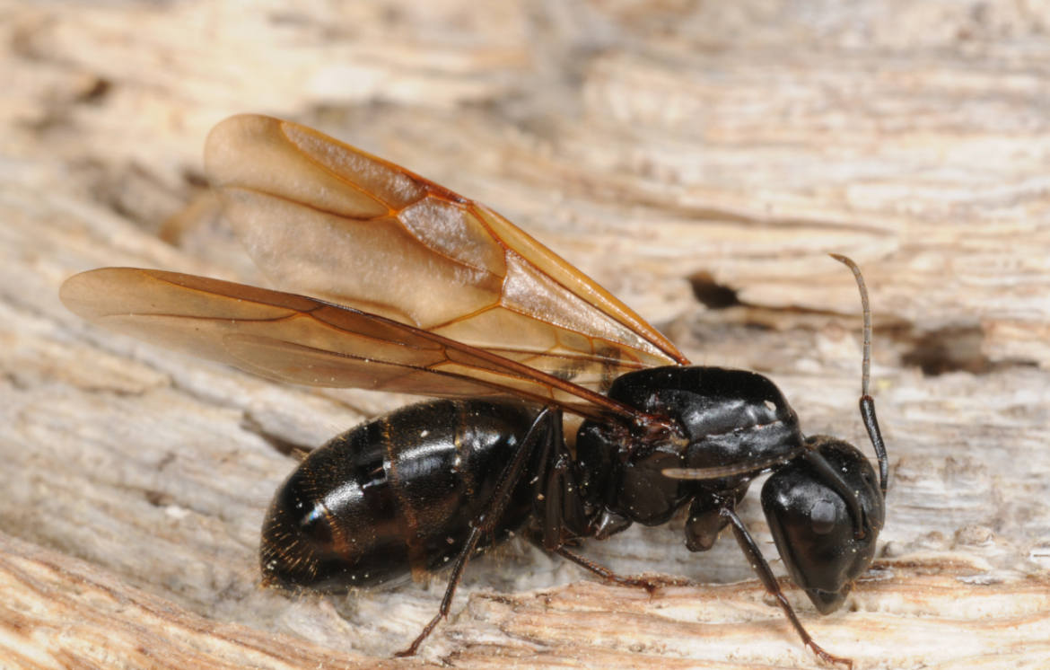 Black Ants Bites Pictures Black Ants With Wings And Bites Treatment   Black Ants With Wings 1170x746 