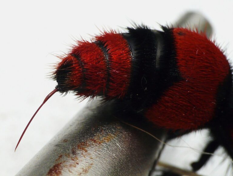 Cow Killer Ants, Are their Sting Poisonous, How to Kill and Male Cow