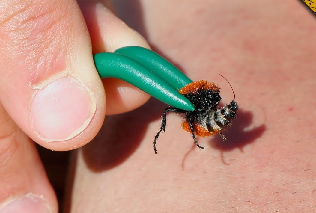 Cow Killer Ants, Are their Sting Poisonous, How to Kill and Male Cow