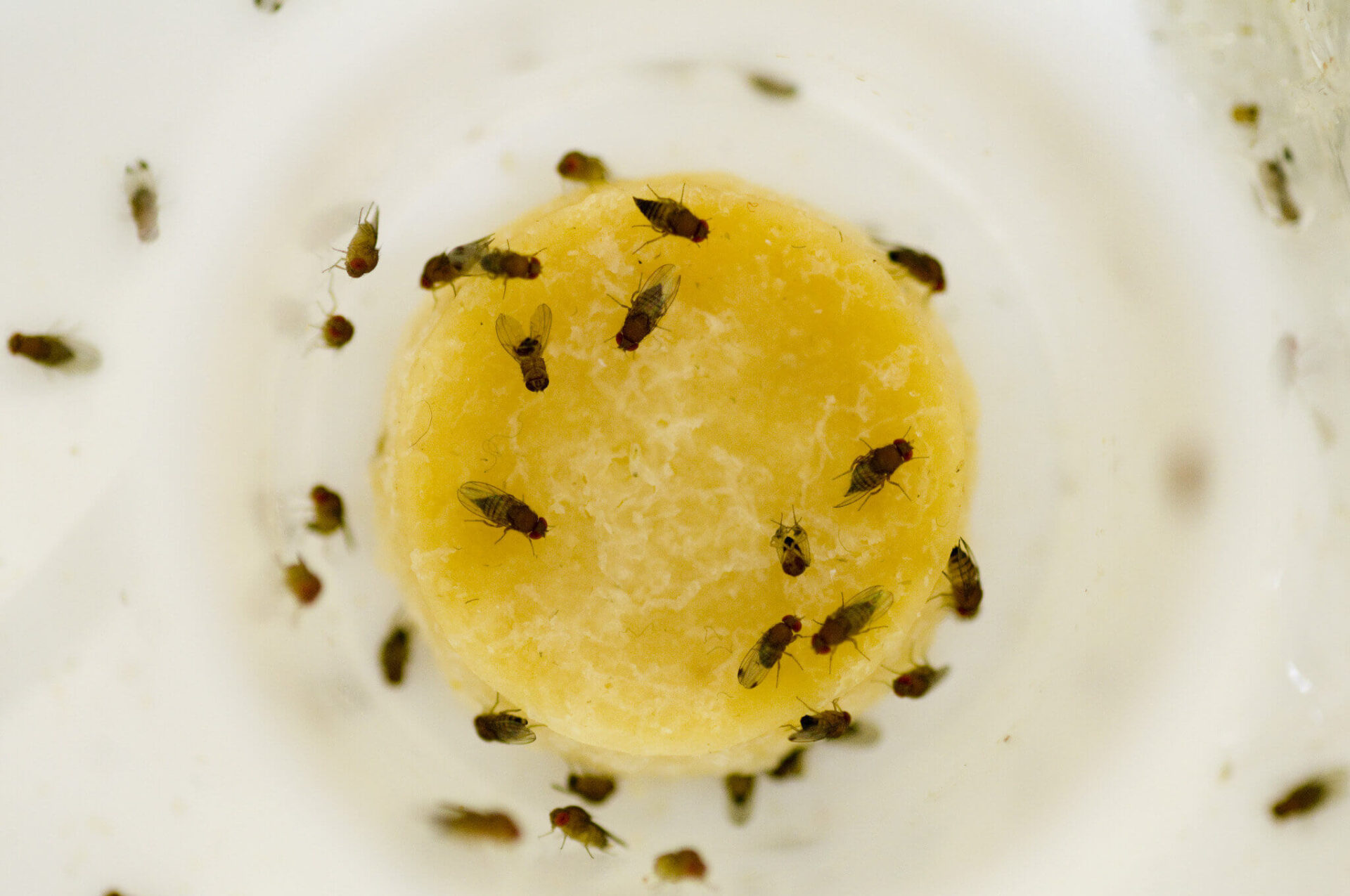 Fruit Fly Infestation Home, Bedroom, How to Get Rid of them