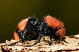 Cow Killer Ants Are Their Sting Poisonous How To Kill And Male Cow Killer American Celiac