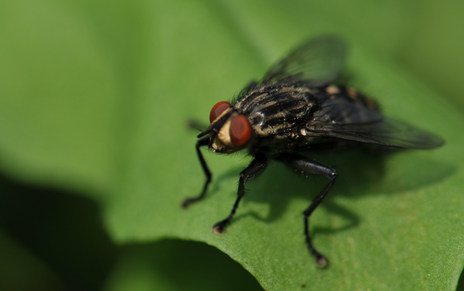 Fly Infestation Causes In House Outside And How To Get Rid American   Fly Infestation Outside 2 