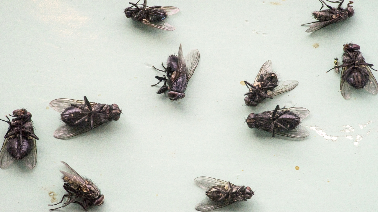 Fly Infestation Causes, in House, Outside and How to Get Rid American Celiac