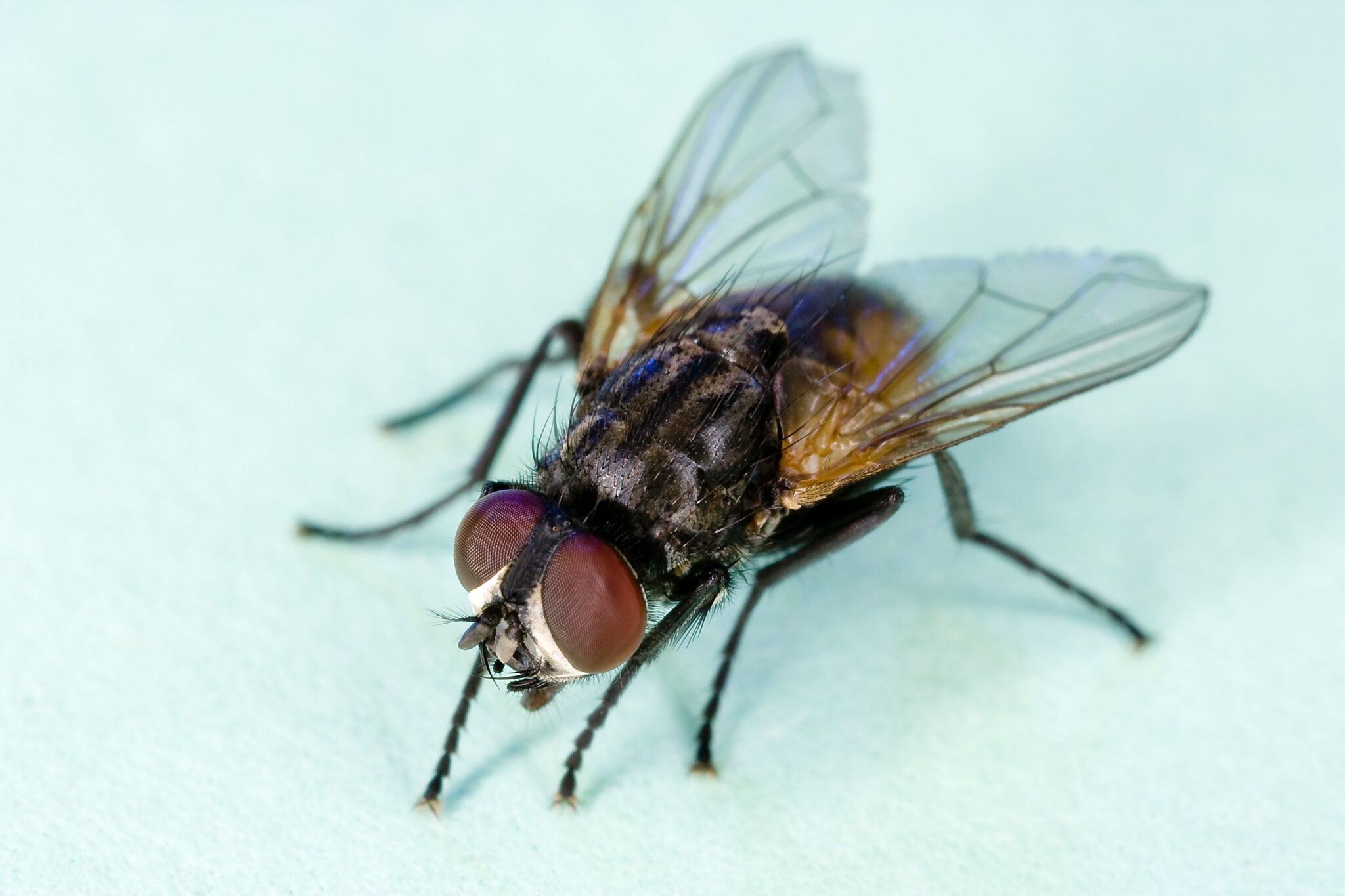 Fly Infestation Causes, in House, Outside and How to Get Rid - American ...