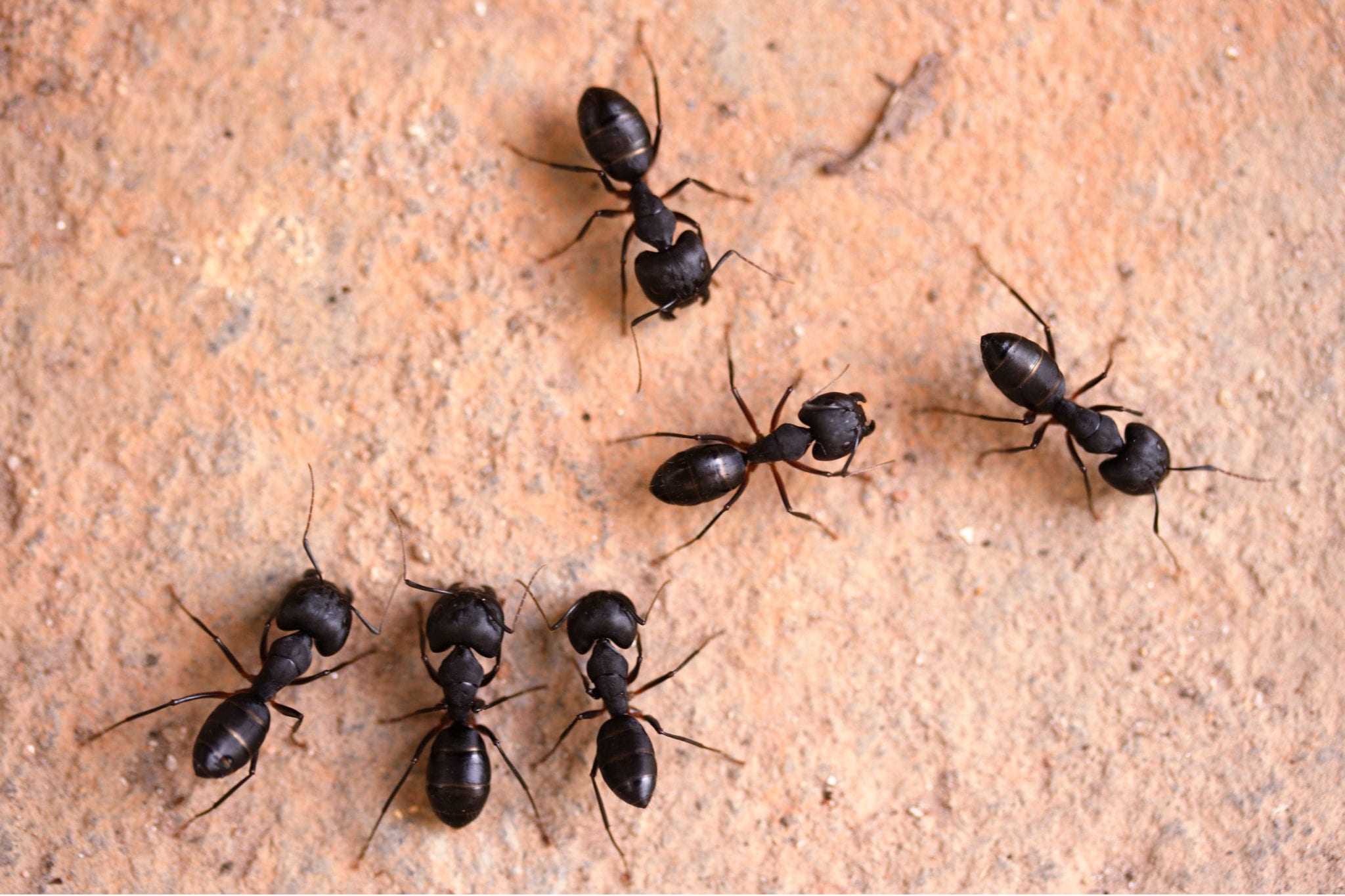 small black ants in kitchen sink