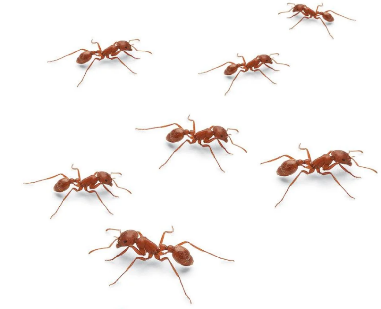 Get Rid of Grease Ants, Bait, Borax & Kill Grease Ants in Kitchen