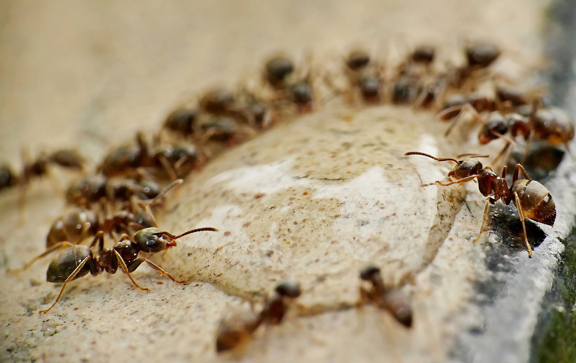 Get Rid of Grease Ants, Bait, Borax & Kill Grease Ants in Kitchen