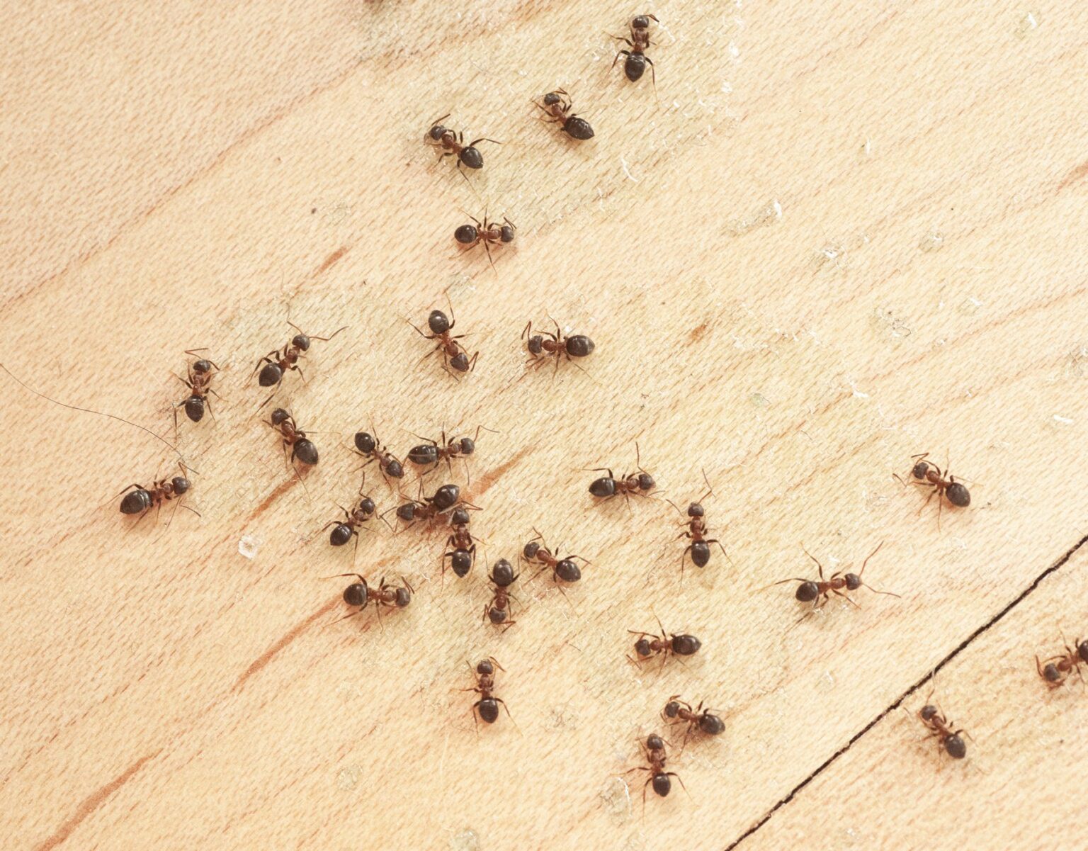 Get Rid of Grease Ants, Bait, Borax & Kill Grease Ants in Kitchen American Celiac