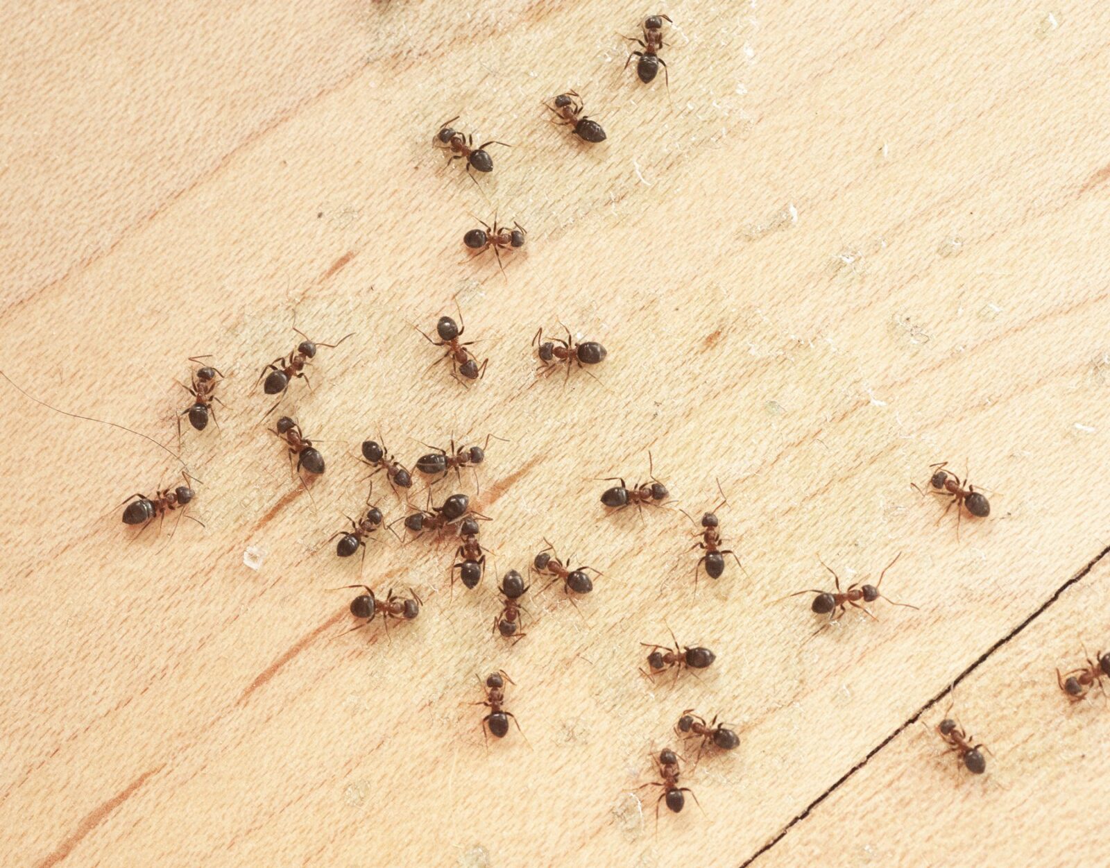 Get Rid of Grease Ants, Bait, Borax & Kill Grease Ants in Kitchen