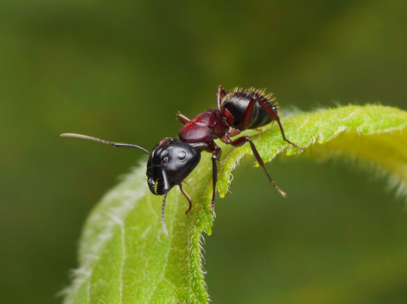 Get Rid of Grease Ants, Bait, Borax & Kill Grease Ants in ...