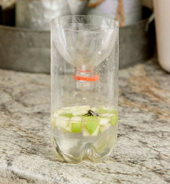 Homemade Fly Trap – Bait, Recipes, that work and Indoor - American Celiac