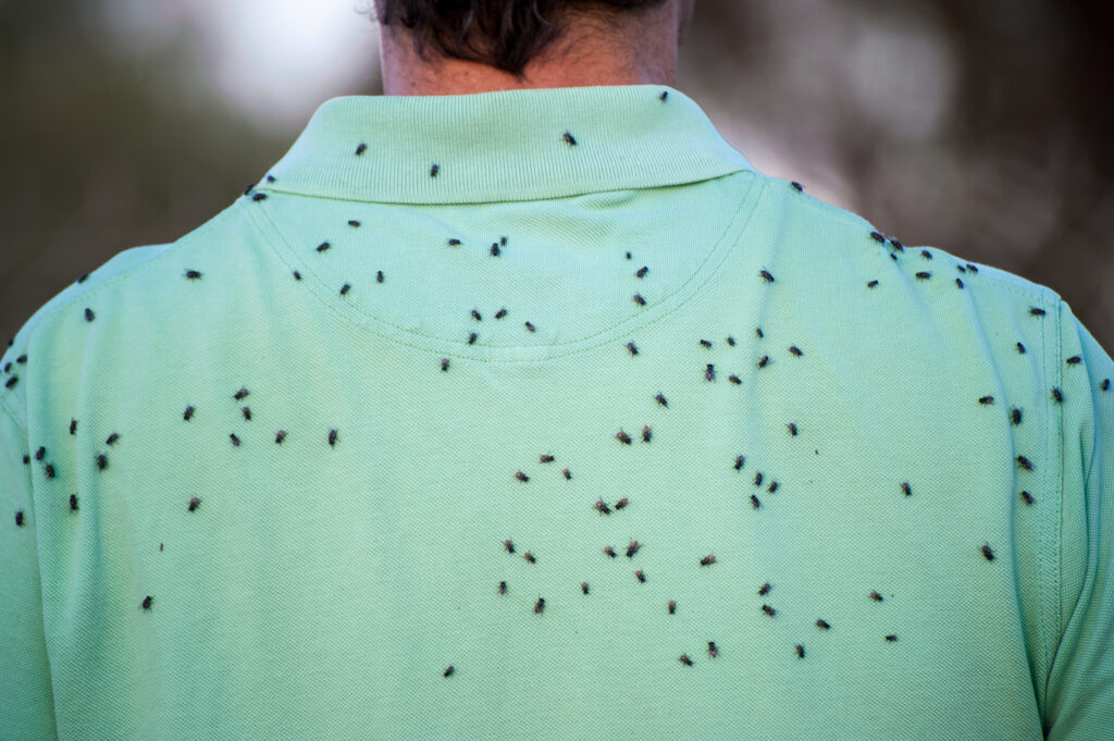 Fly Repellent, How to Repel Flies, Outdoor and Indoor Repellants