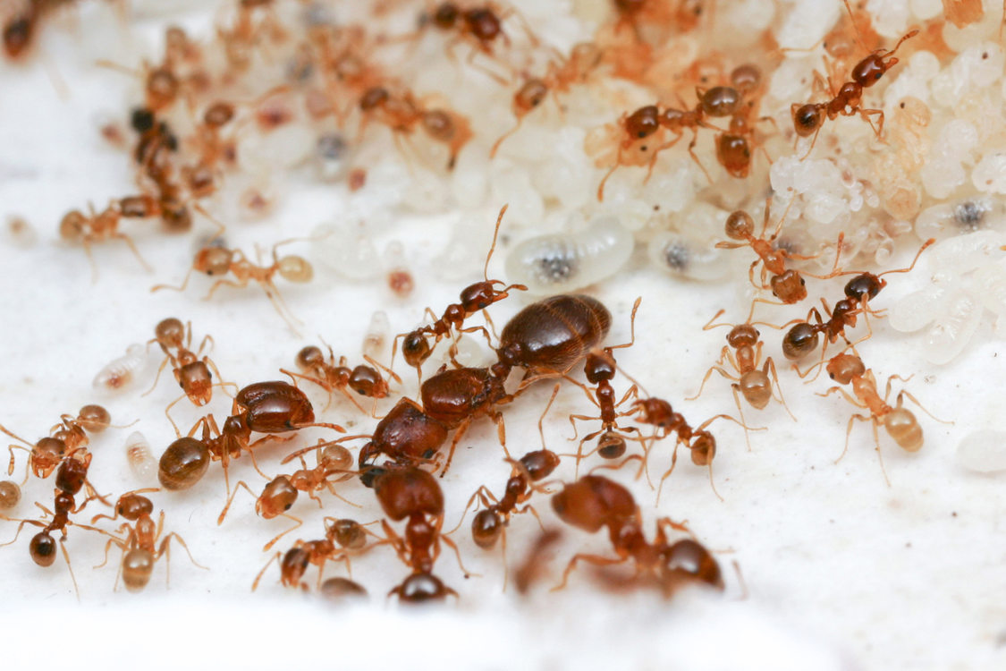 ants borax oregonmetro
