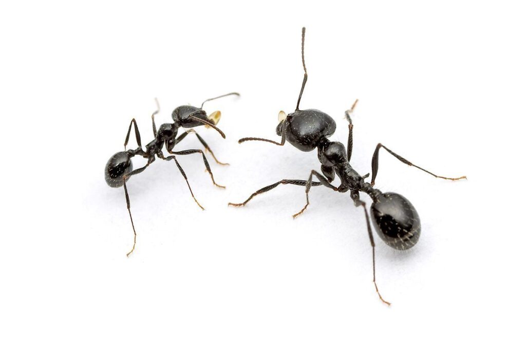 How to Get Rid of Black Ants in Kitchen, Naturally and ...