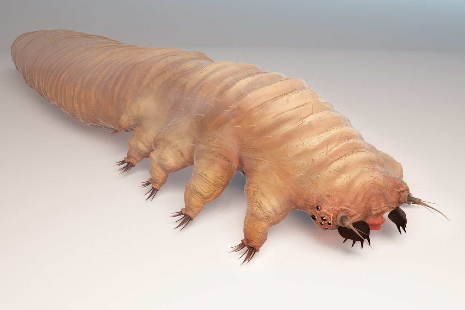 Eyebrow Mites Pictures, Facts, Symptoms and Treatments of Domedex