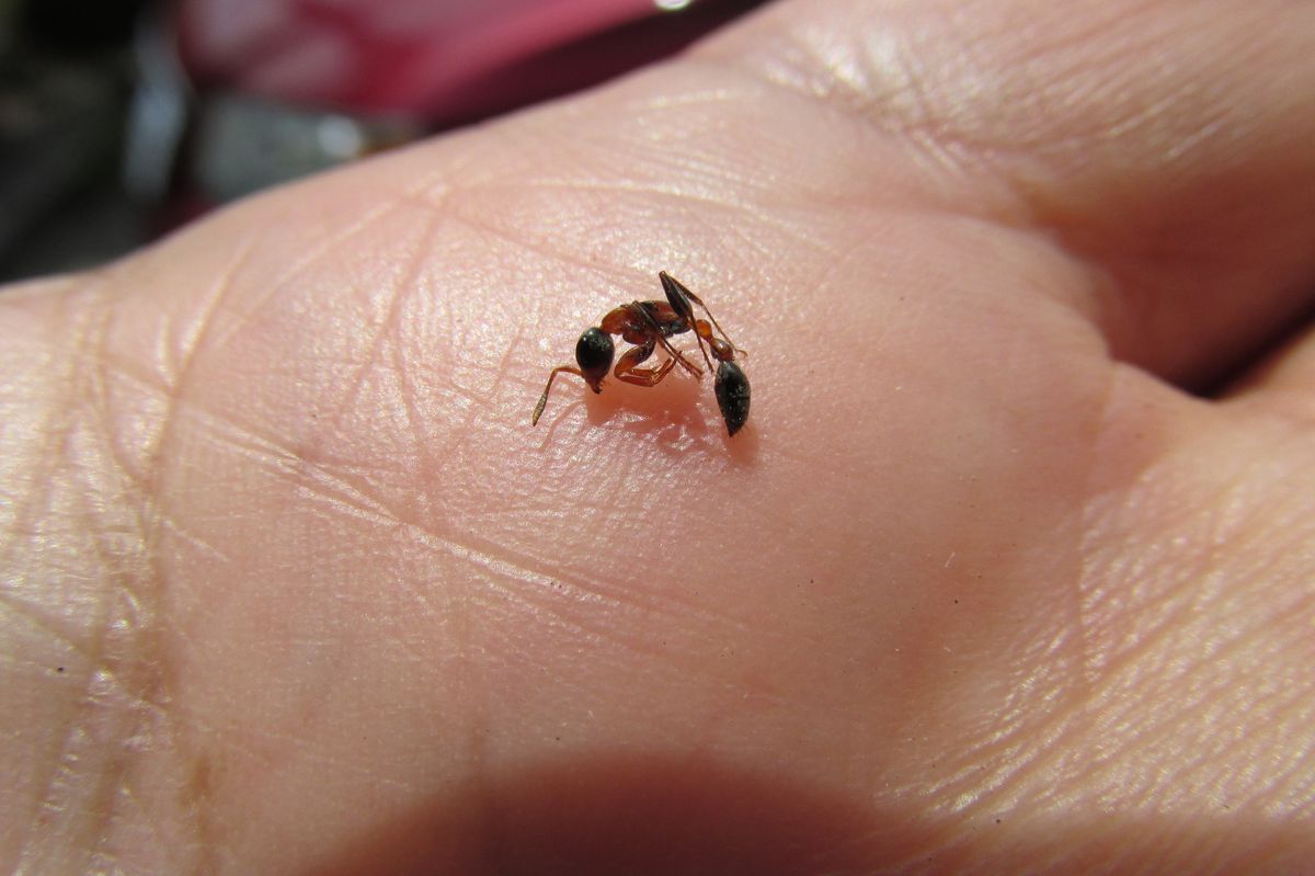 epsom salt for fire ant bites