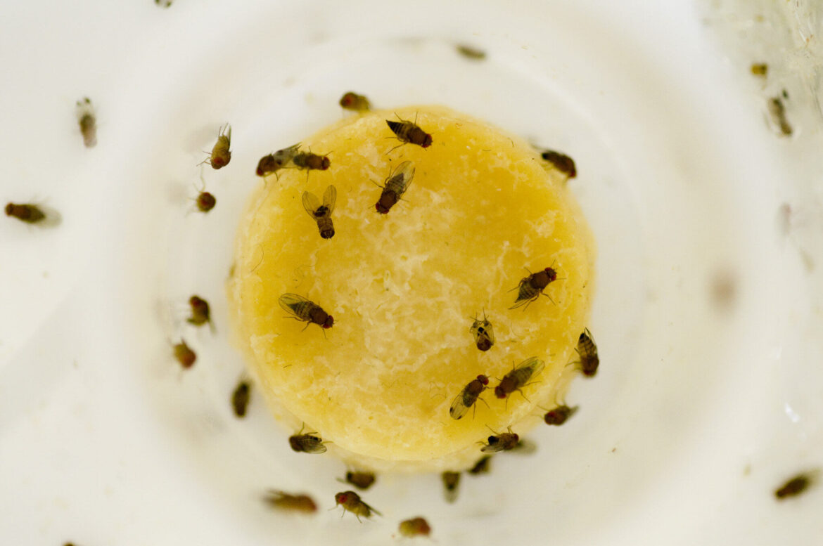 Fruit Flies in Bathroom, Drain, Skin and Home American Celiac