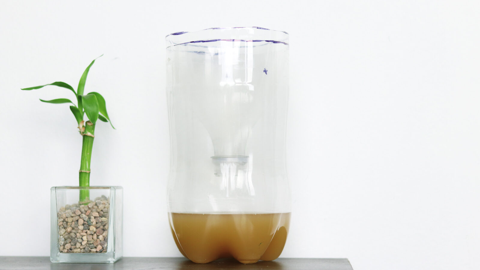 Homemade Fly Trap Bait, Recipes, that work and Indoor American Celiac