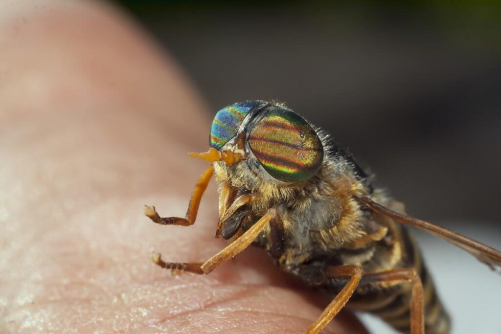 Horse Fly Bites, Do Horse Flies Bite, Pictures - American Celiac