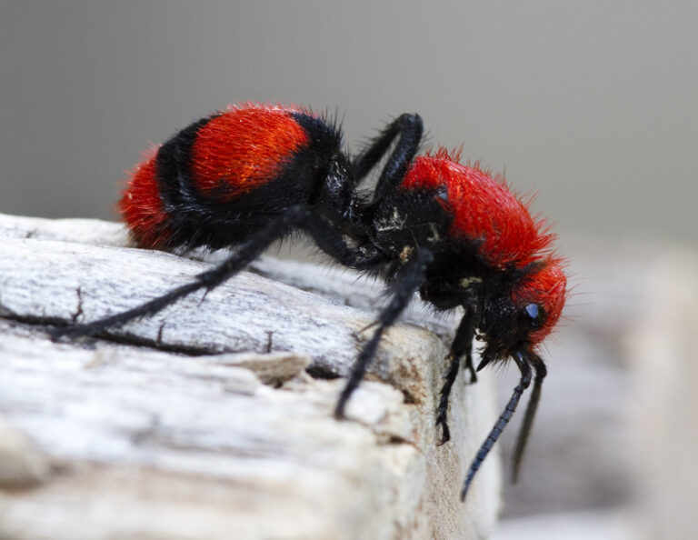 Velvet Ants Sting, Male, Blue, White, Eastern and their Habitat