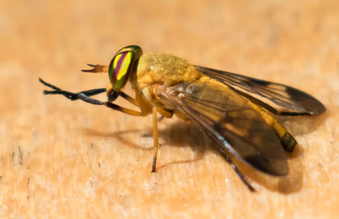 Yellow Flies Bites, How to Kill and Repellants American Celiac