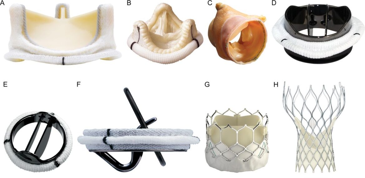 Prosthetic Heart Valves Are Generally Prepared From Bovine Tissues And ...