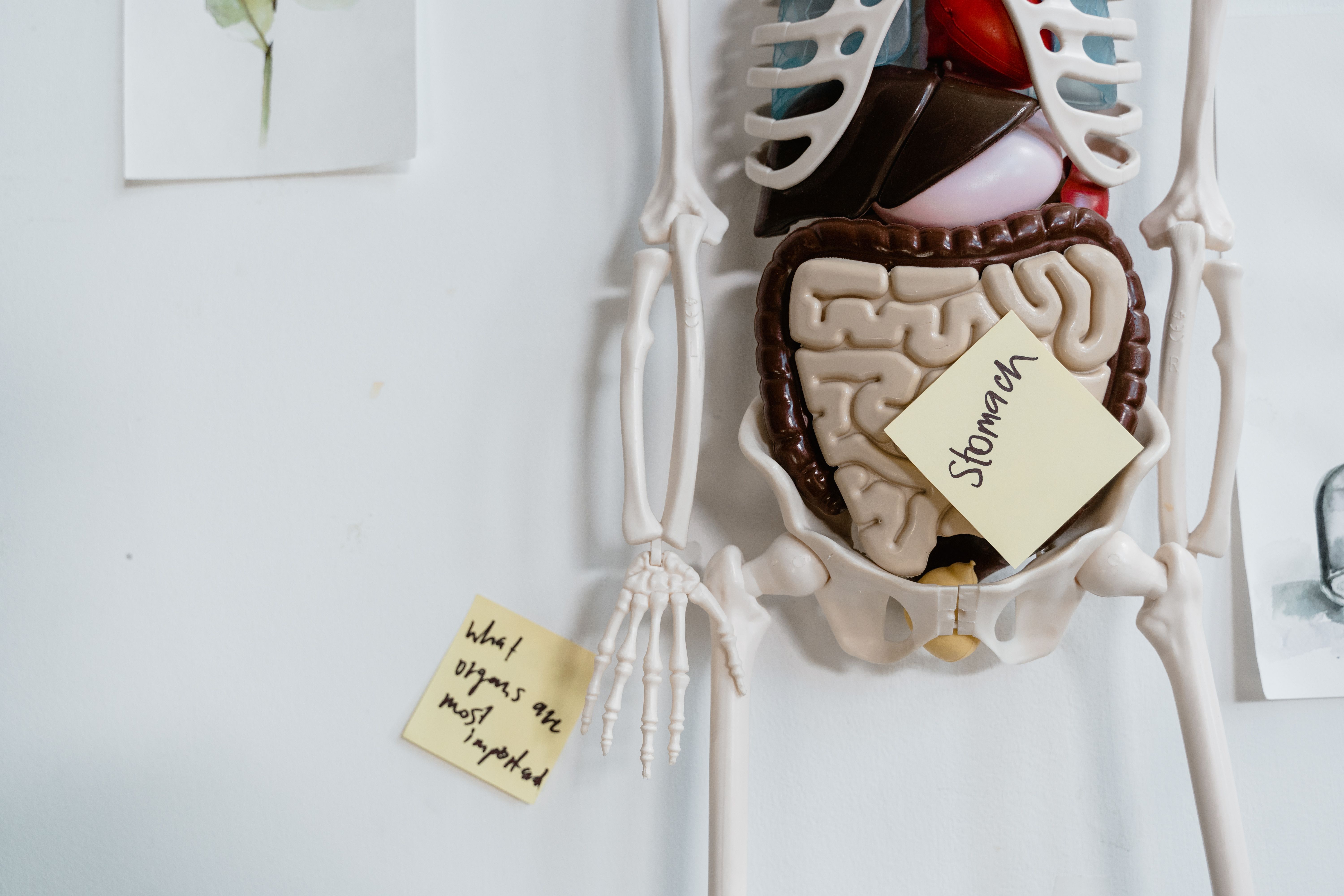 Anatomical model highlighting the stomach and digestive system, illustrating gut mucosal health.