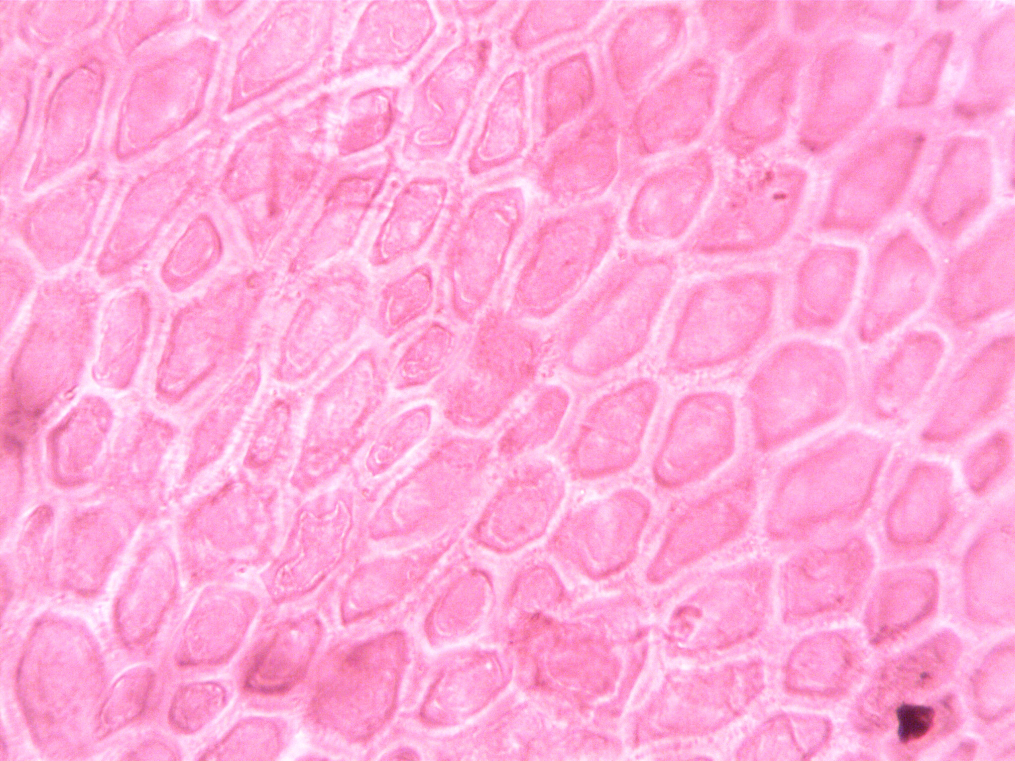 Microscopic view of pink cellular structures, evoking the epithelial cells that form mucosal barriers.